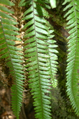 Prosaptia contigua