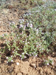 Thymus kirgisorum