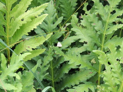 Macrochilo absorptalis