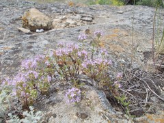 Thymus kirgisorum