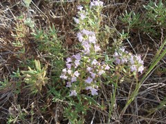 Thymus kirgisorum