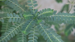 Phyllanthus rotundifolius
