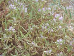 Thymus kirgisorum