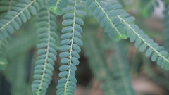 Phyllanthus rotundifolius