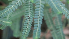 Phyllanthus rotundifolius