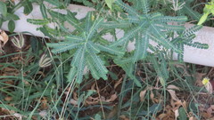 Phyllanthus rotundifolius