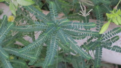 Phyllanthus rotundifolius