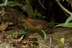 Pellorneum fuscocapillus