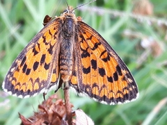 Melitaea trivia