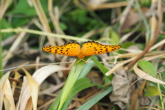 Argynnis hyperbius