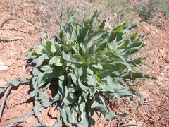 Tragopogon marginifolius