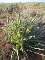 Tragopogon marginifolius