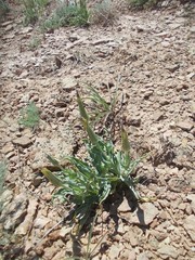 Tragopogon marginifolius