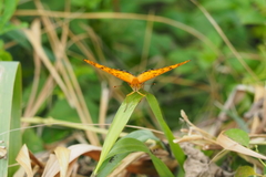 Argynnis hyperbius