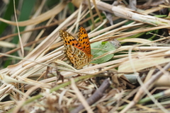 Argynnis hyperbius