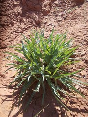 Tragopogon marginifolius