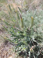 Tragopogon marginifolius