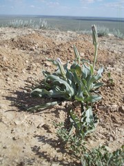 Tragopogon marginifolius