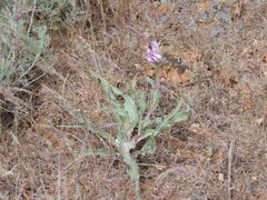 Tragopogon marginifolius