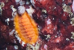 Callochiton dentatus