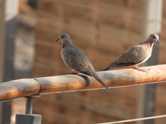 Streptopelia senegalensis