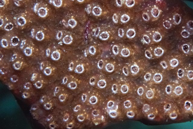 Seaweed Ascidian