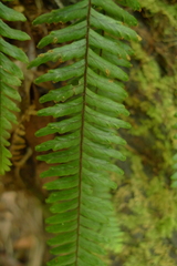 Prosaptia contigua