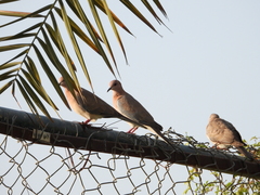 Streptopelia senegalensis