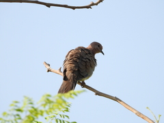 Streptopelia senegalensis