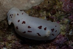 Aphelodoris sp-a