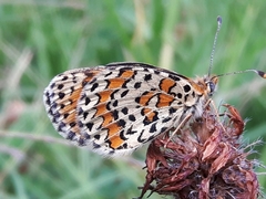 Melitaea trivia