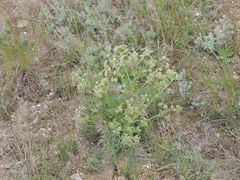 Trinia hispida