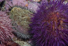 Haliotis midae