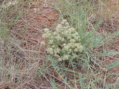 Trinia hispida