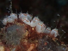 Ecteinascidia bandaensis