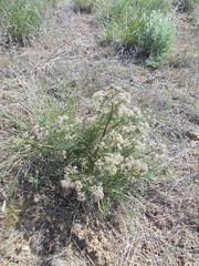 Trinia hispida