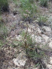 Trinia hispida