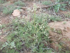 Trinia hispida