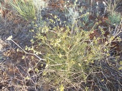 Trinia hispida