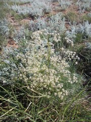 Trinia hispida
