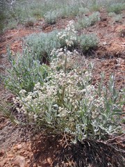 Trinia hispida