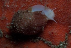 Nucella squamosa