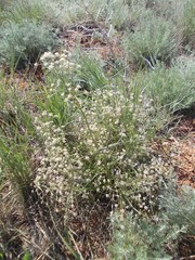 Trinia hispida