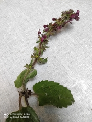 Stachys sylvatica