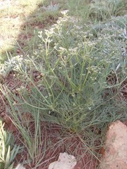 Trinia hispida