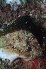 Dromidia hirsutissima