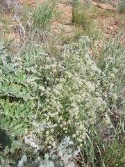Trinia hispida