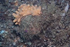 Dromidia hirsutissima