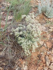 Trinia hispida