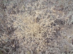 Trinia hispida